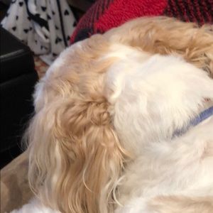 Meet your Posher, Carmen